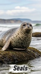 Seals – The Agile Swimmers of the Seas 🦭🌊