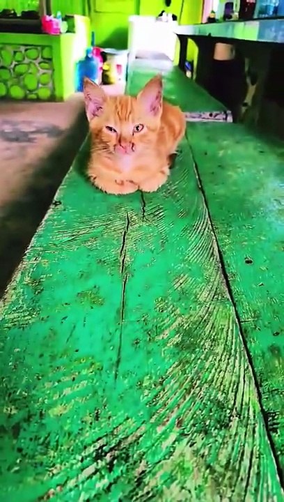 apa lo liat liat #cat #funny