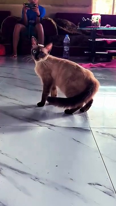 Ting #cat #kucing