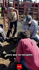 ¿Gusano barrenador en Nuevo León? Aquí te damos los detalles sobre este tema