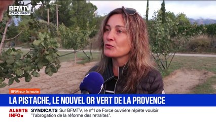 "Ça demande peu d'eau et peu d'entretien": avec le réchauffement climatique, des agriculteurs se tournent vers la pistache, une espèce plus résistante à la sécheresse