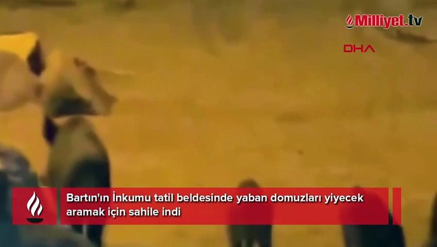 Tatil beldesinde şok manzara! Gören telefona sarıldı