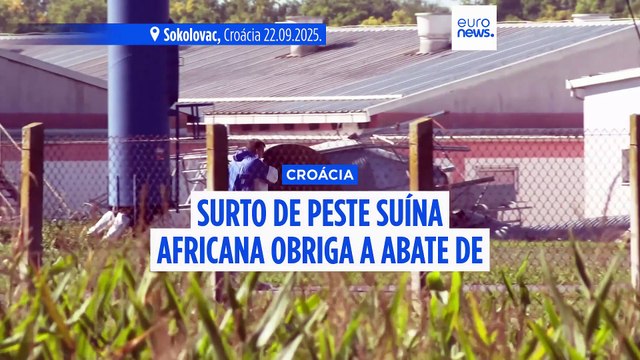 Peste suína obriga Croácia a abater dezenas de milhares de porcos