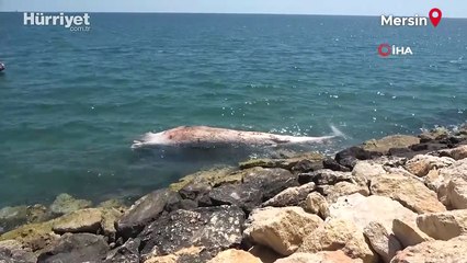 Yaklaşık 16 metre: 4 yıl önce gömülen 'Balina'nın iskeleti bilimsel kazıyla çıkarılacak