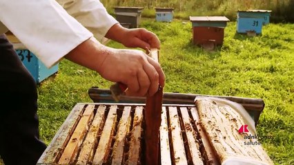 Salute,  ‘Apicoltura e sanità pubblica’: workshop su Animal health e sistema I&R