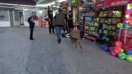 Trabzon'daki yürekleri ısıtan hikaye: Terk edilmiş karaca işletmenin maskotu oldu!