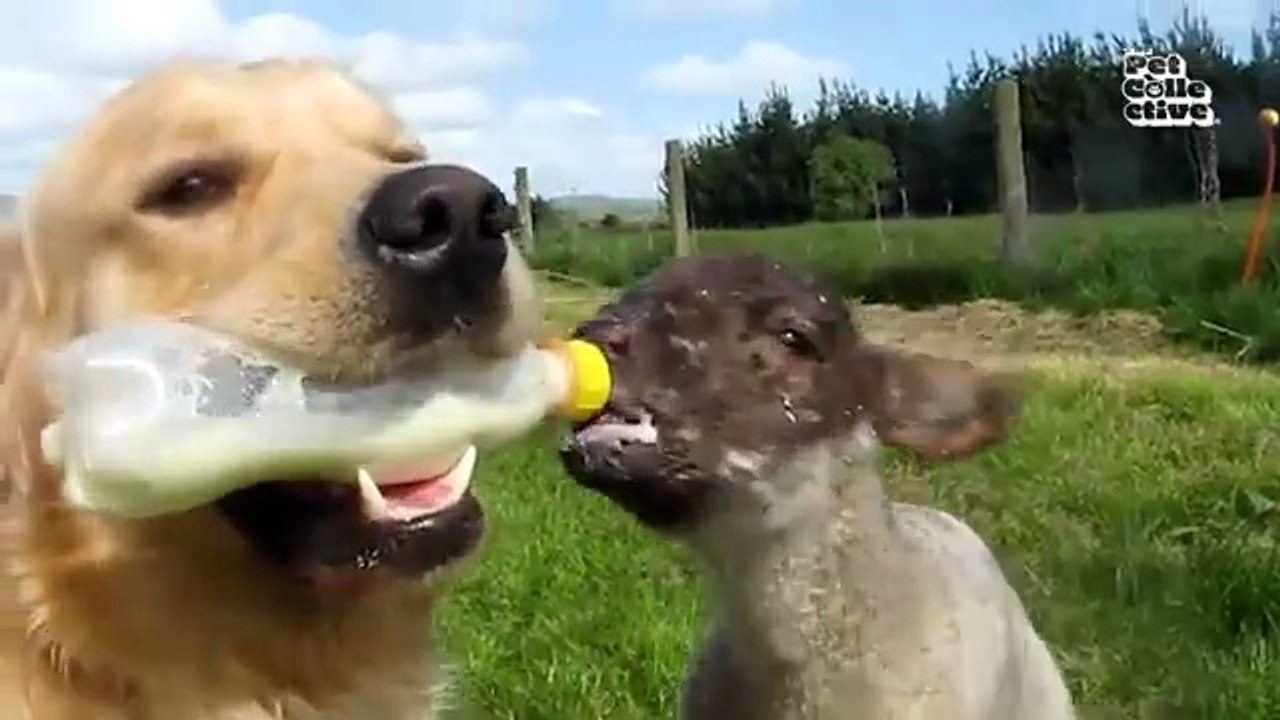 Animal Comedy Kingdom | Funniest Cats & Dogs 20...