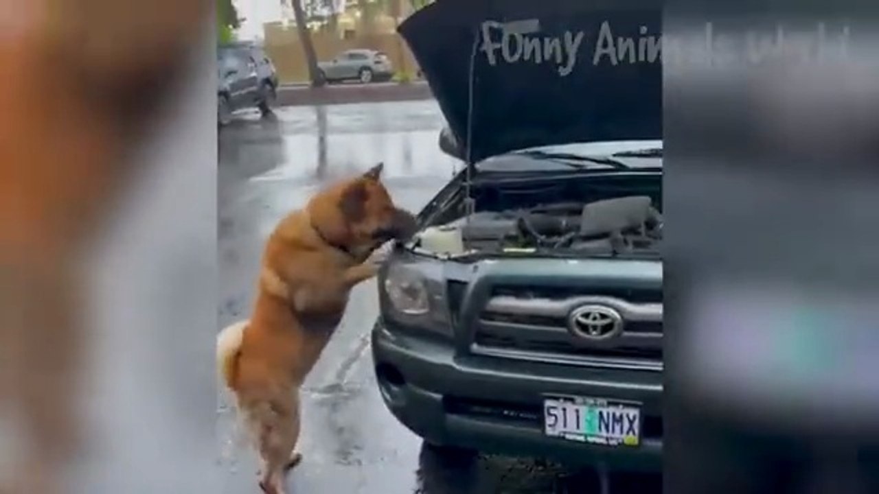 Funny Animal Videos 2025  Funniest Dogs and Cats Videos  Animal Comedy Kingdom‫‬