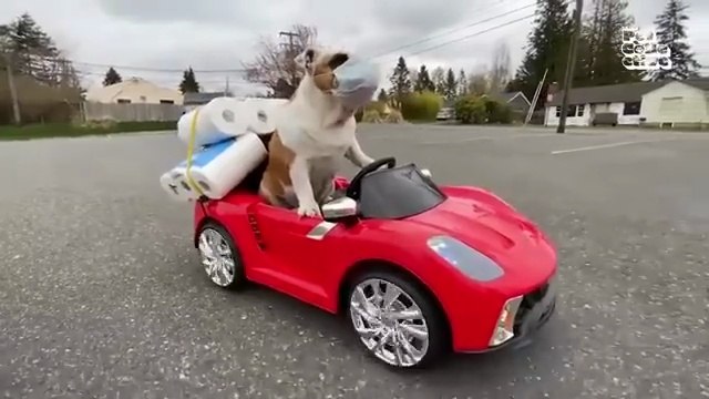Animal Comedy Kingdom | Funniest Animals Ever 2025 😂🐾 – Awesome Funny Pets & Animals Life Videos | Cute Cats & Dogs Comedy