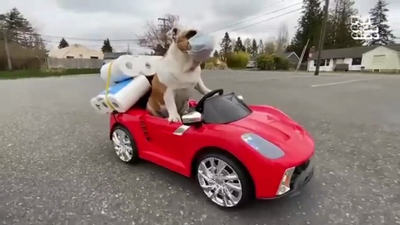 Animal Comedy Kingdom | Funniest Animals Ever  😂🐾  Awesome Funny Pets & Animals Life Videos | Cute Cats & Dogs Comedy