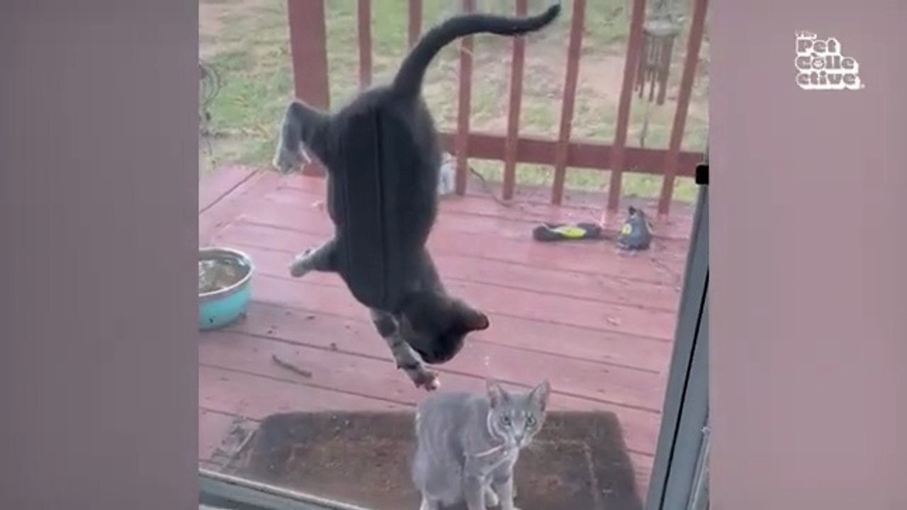 Funny Animal Videos 2026  Funniest Dogs and Cats Videos  Animal Comedy Kingdom‫‬