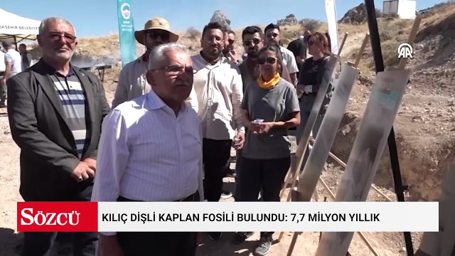 Kılıç dişli kaplan fosili bulundu: 7,7 milyon yıllık