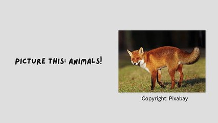 Picture This: Animals!