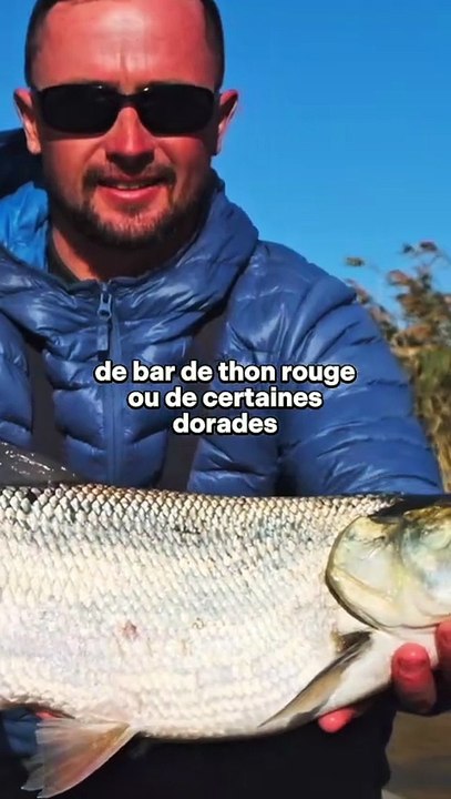 🚨 Il sera bientôt obligatoire pour les pêcheurs de déclarer leurs poissons pêchés