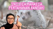 Pertahanan Hidup Landak dengan Durinya-Serius Ini Hewan?