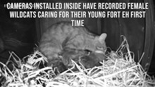 Scottish wildcats being reared by their mothers caught on camera for the first time