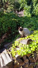 Full Tummy, Happy Face! #shorts #cat #funny #funnycats #viralcats #cute #fyp