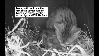 Inside one of the wildcat dens with Moray and kits.