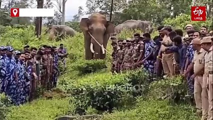 12 பேரை தீர்த்து கட்டிய காட்டு யானை 'ராதாகிருஷ்ணன்’ - மயக்க ஊசி செலுத்தி பிடிக்கப்பட்டது!