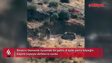 Sivas’ta vahşet! 4 aylık yavru köpeğin başına sopayla defalarca vurdu