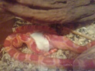 cécé l'élaphe avale mickey...