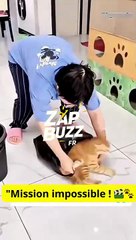 👉 Ce chat a trouvé sa nouvelle maison… dans un sac poubelle 🐱😂 #humour