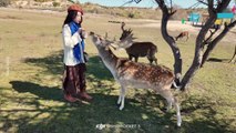 Deer Knocks Woman Down for Carrots