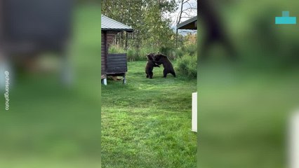 Bear Play Fight for Prime Spot Captured in Action