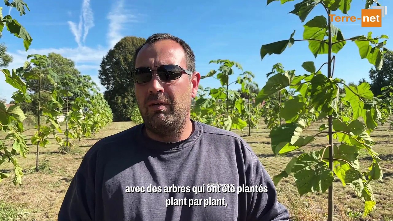 Adrien Anthierens s'est lancé dans la plantation de paulownias