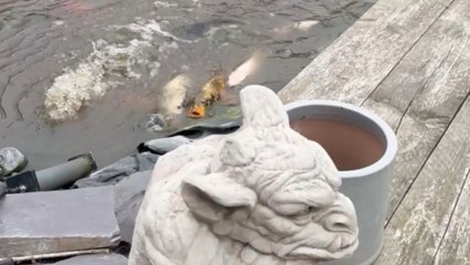 Hungry fish goes wild with excitement the moment food finally comes his way