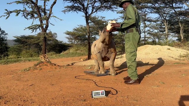 Charity appeal inspired by birth of baby black rhino at Yorkshire Wildlife Park raises £10,000
