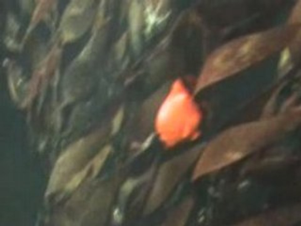Gros poisson rouge