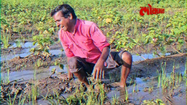 राज्यात ओला दुष्काळ जाहीर होईल का? कधी जाहीर केला जातो ओला दुष्काळ