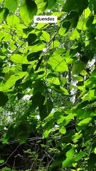 VIDEO: Un tiktoker aseguró haber captado a un ‘duende’ y el video desata escalofríos