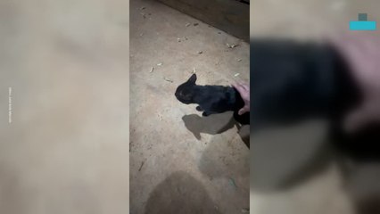 Cat Makes Hilarious Noise mid Growling Vid