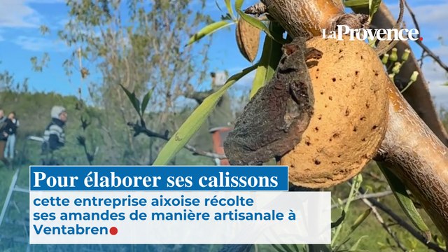 Pour élaborer ses calissons cette entreprise aixoise récolte ses amandes de manière artisanale à Ventabren