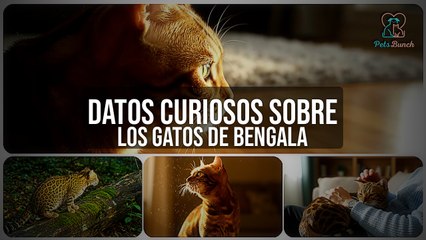 Datos CURIOSOS sobre el Gato de Bengala que NO Conocías 🐆