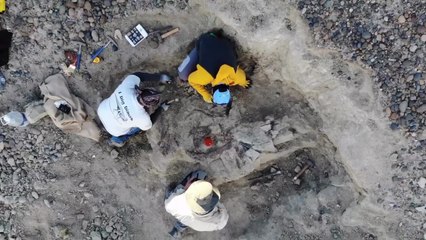 JOAQUINRAPTOR CASALI. NUEVO MEGARAPTÓRIDO DE PATAGONIA