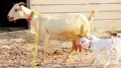 Teddy Goat with Two Female Kids/Perfect Choice