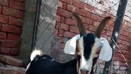 Fancy Teddy Breed Goat with Unique Beauty