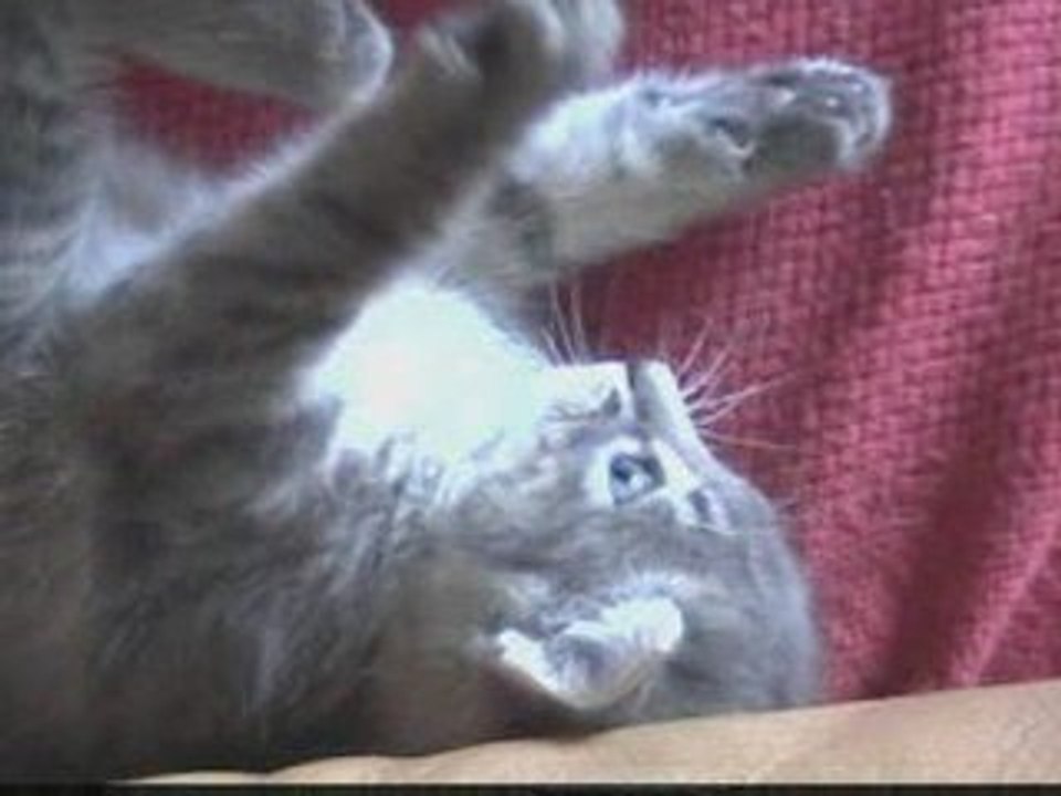 Mise-bas (accouchement) de chatons Accouchement d'1 chatte