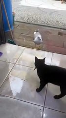 Le crime de rue est hors de contrôle. Qui stoppera ces voyous ?