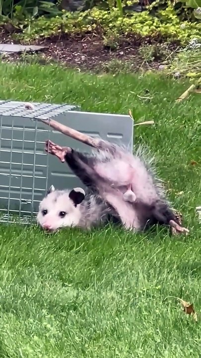 Mon papa a essayé de piéger un raton‑laveur qui déchiquetait son pelouse. Il a pris un opossum à la place. Voici une vidéo de lui essayant de le relâcher