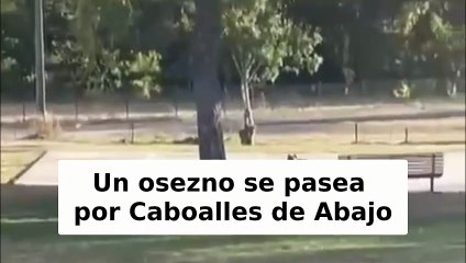 Un osezno se pasea por Caboalles de Abajo