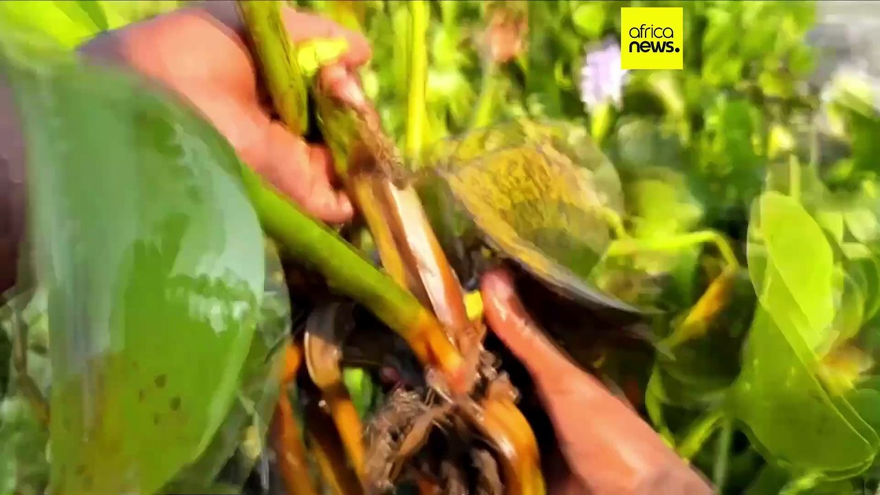 Kenya : une invasion de jacinthe d’eau devient une solution innovante