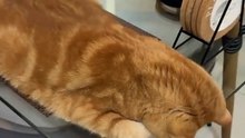Ginger Chonkster sieste sur une table de verre. Le dessous, c’est du grand délire !