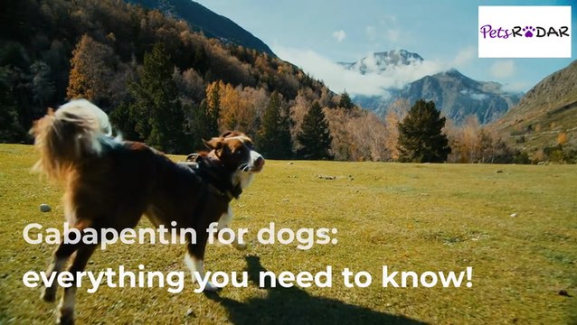 Gabapentin For Dogs: What You Need To Know