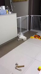 Chiens en mode rigolade 🐕