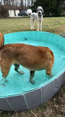 Chiot mouillé, tsunami de poils.