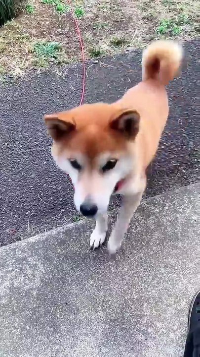 Chiens hilarants : dernières vidéos sur le 🐶 🐕